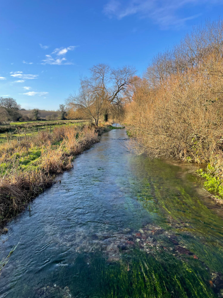 river with clear water, bushes on the right side, field on the left