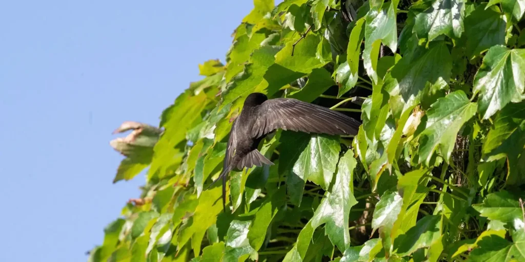 Swift hovering just outside swift box hidden in green ivy on house wall